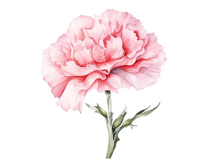 Watercolor Pink Carnation Clipart - Birth Flower January