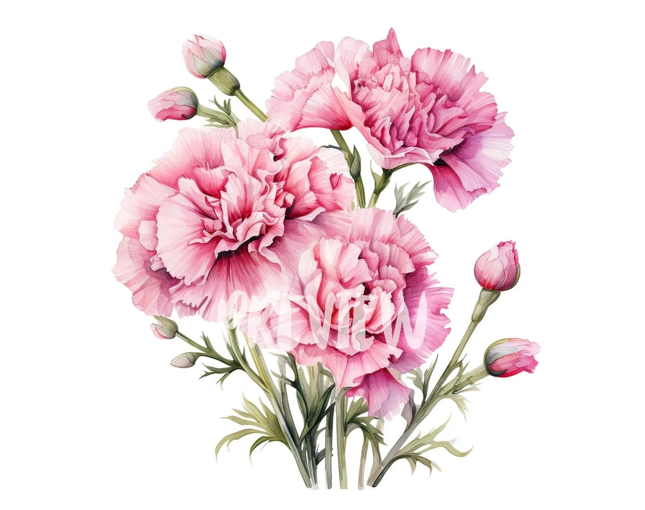 Watercolor Pink Carnation Clipart - Birth Flower January