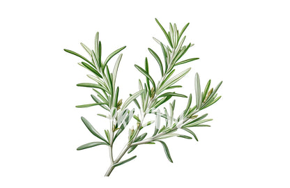 Watercolor Rosemary clipart