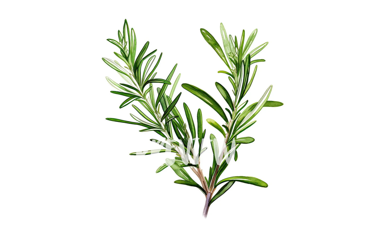 Watercolor Rosemary clipart