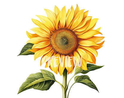 Watercolor Sunflower Clipart