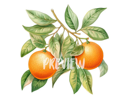 Watercolor Tangerines Clipart