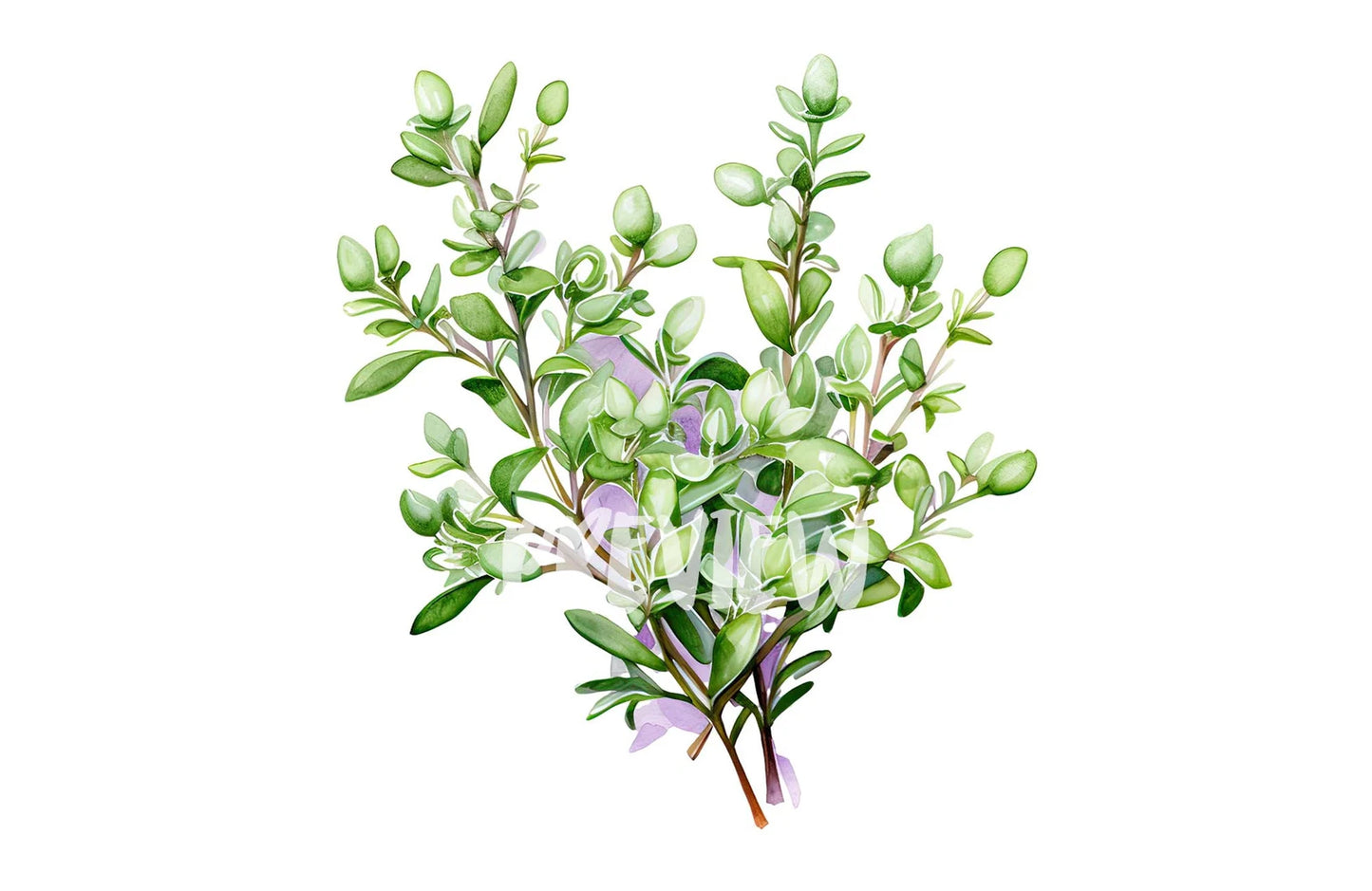 Watercolor Thyme Clipart