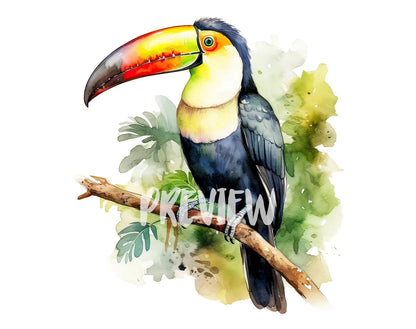 Watercolor Toucan Clipart