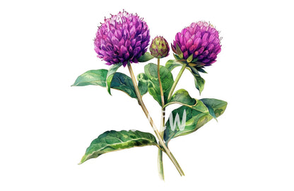 Watercolor Globe Amaranth Clipart PNG