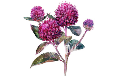 Watercolor Globe Amaranth Clipart PNG