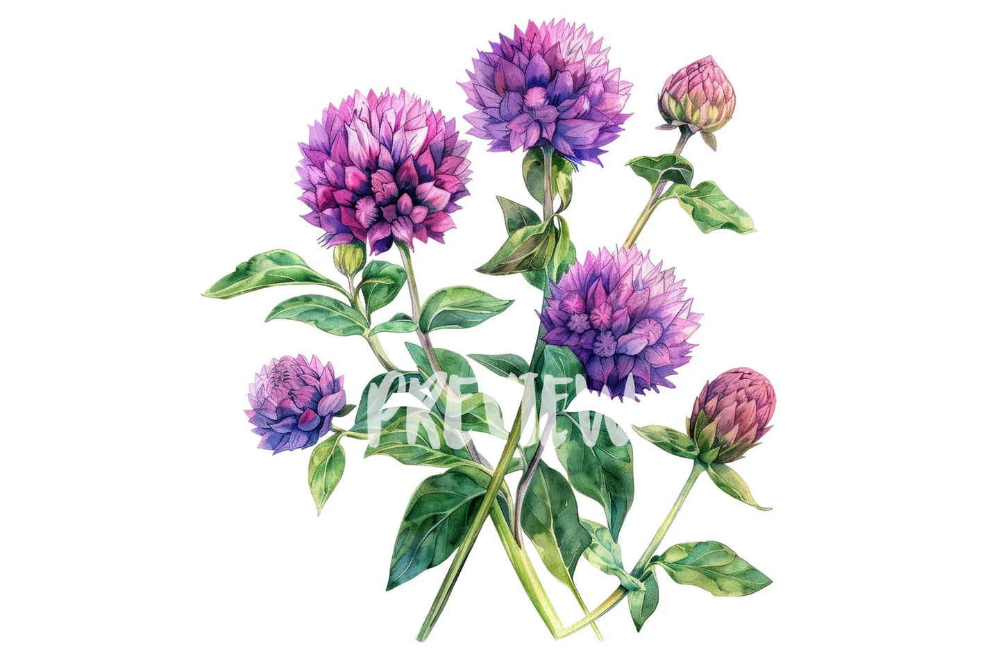 Watercolor Globe Amaranth Clipart PNG