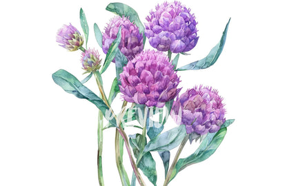 Watercolor Globe Amaranth Clipart PNG