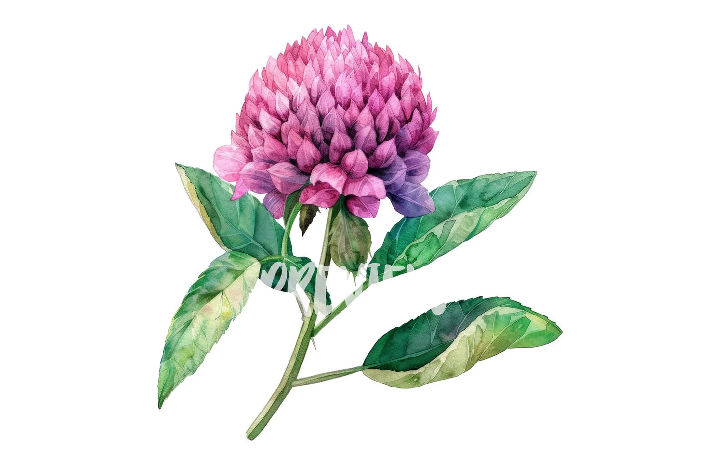 Watercolor Globe Amaranth Clipart PNG