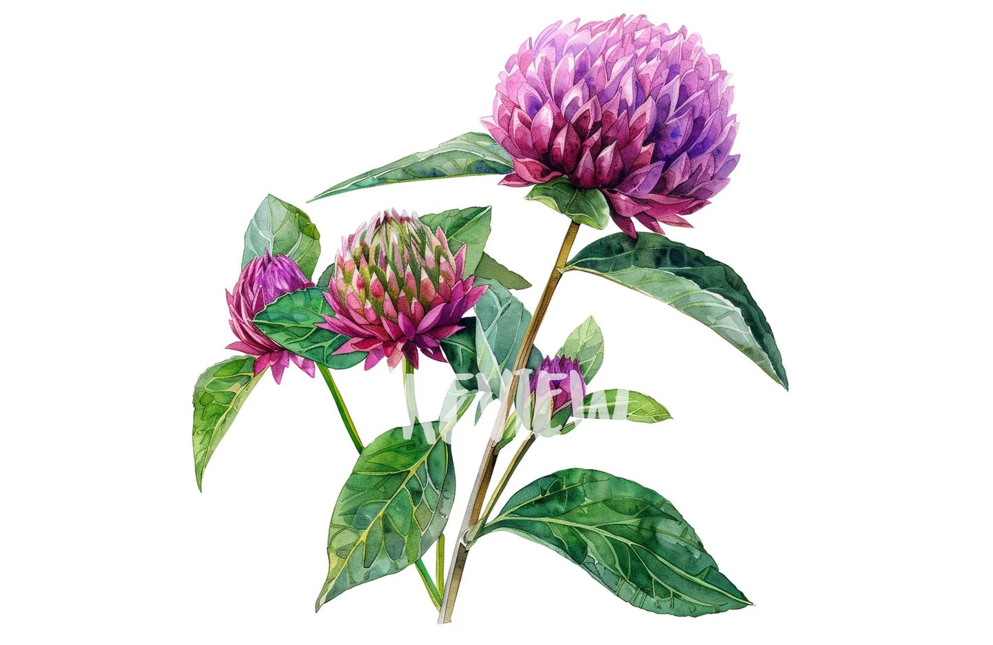 Watercolor Globe Amaranth Clipart PNG