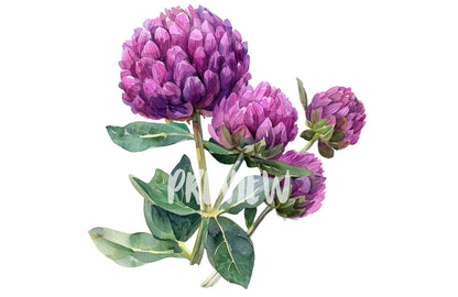 Watercolor Globe Amaranth Clipart PNG