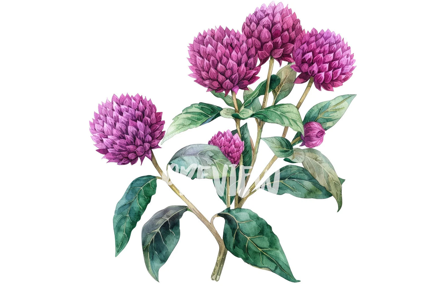 Watercolor Globe Amaranth Clipart PNG