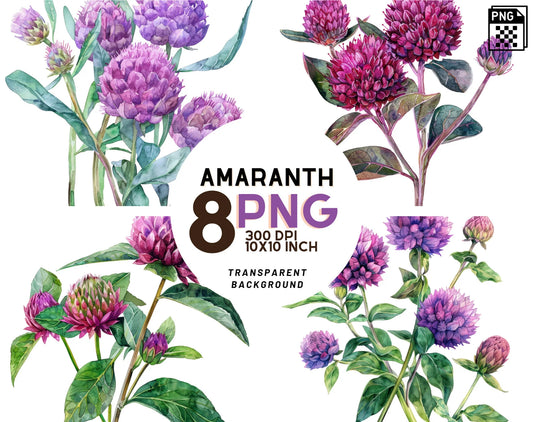 Watercolor Globe Amaranth Clipart PNG