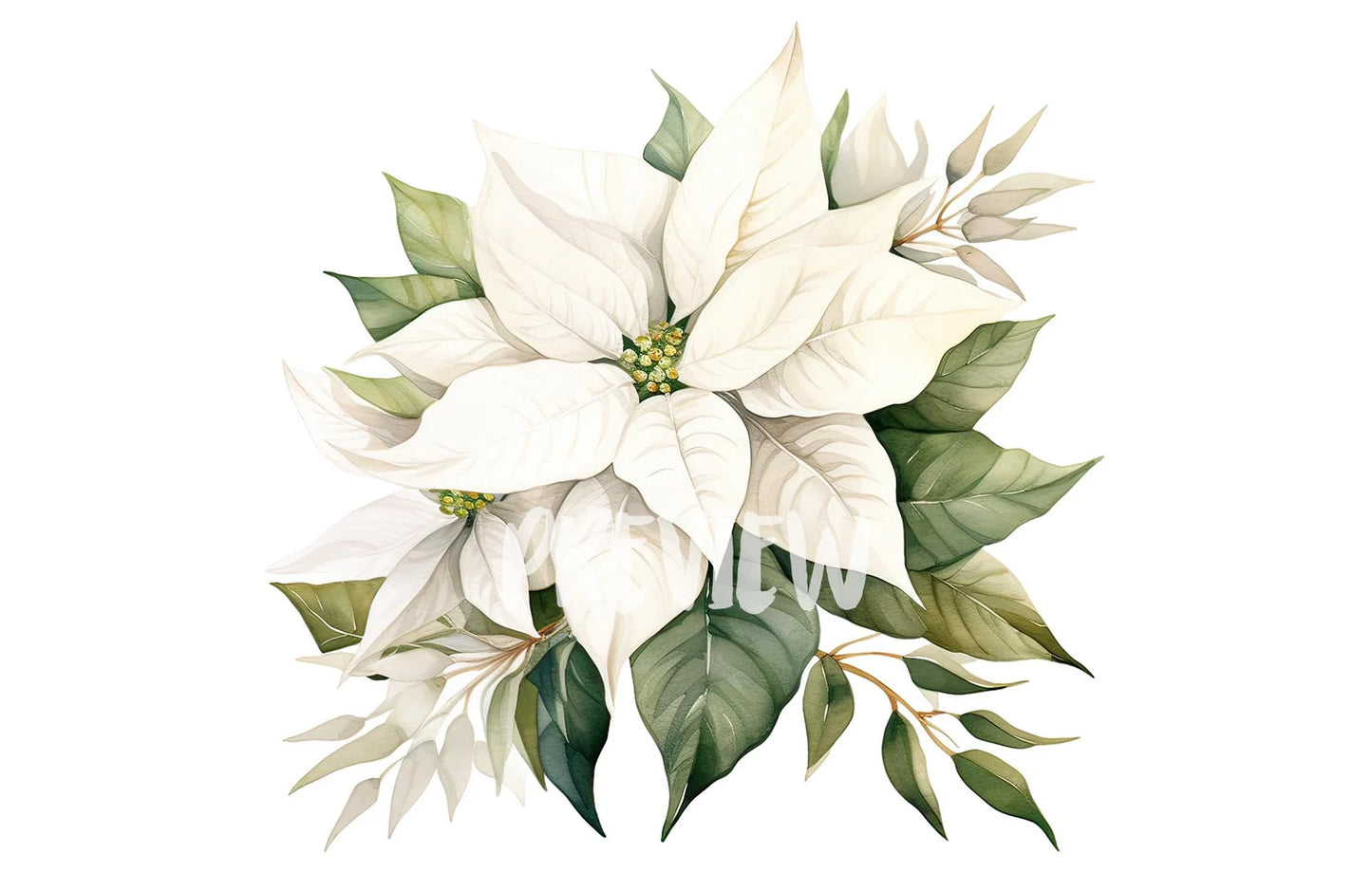 Watercolor White Poinsettia Clipart