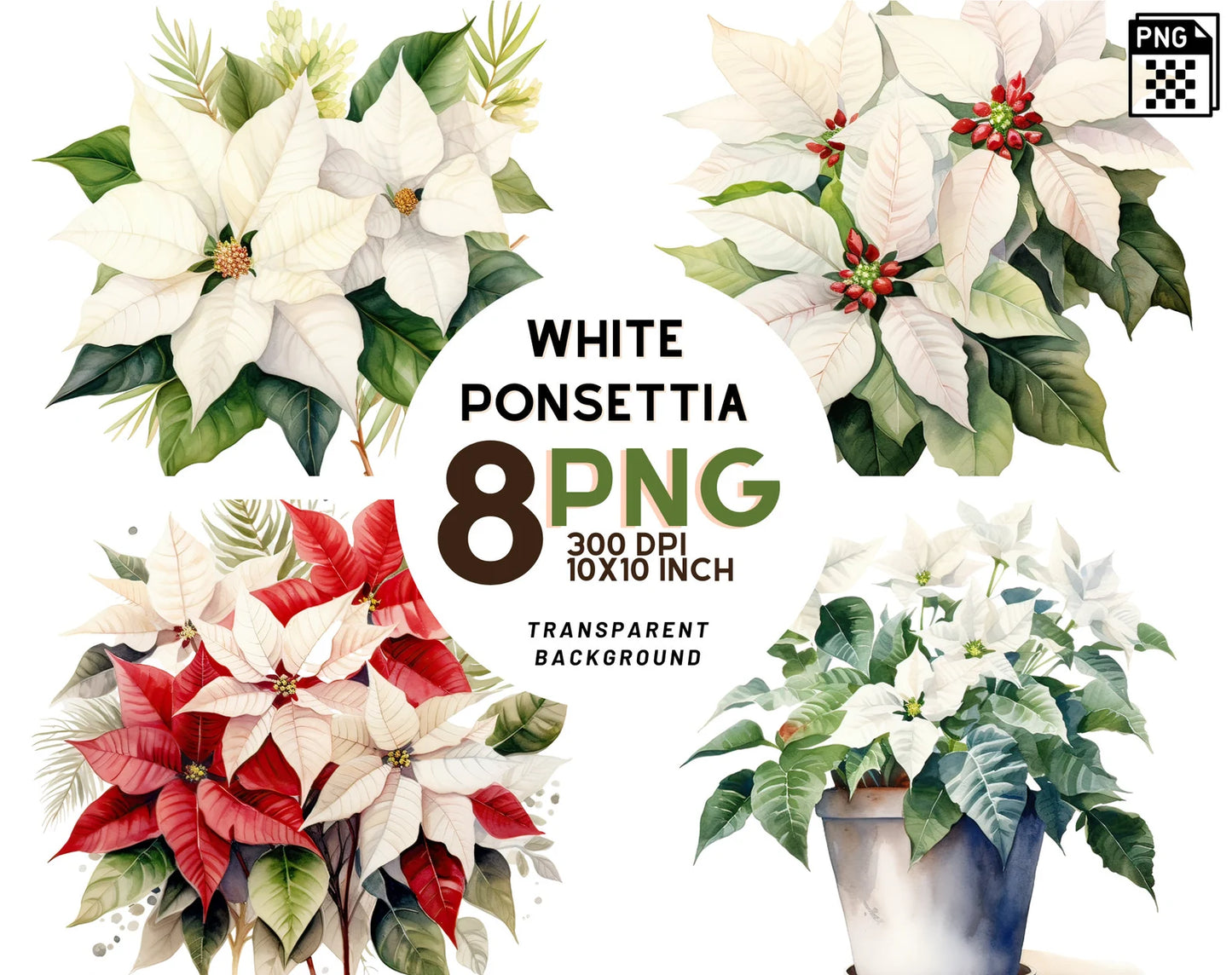 Watercolor White Poinsettia Clipart