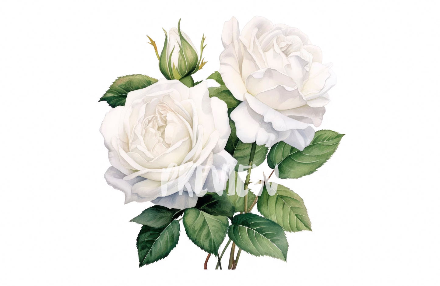 Watercolor White Roses Clipart PNG