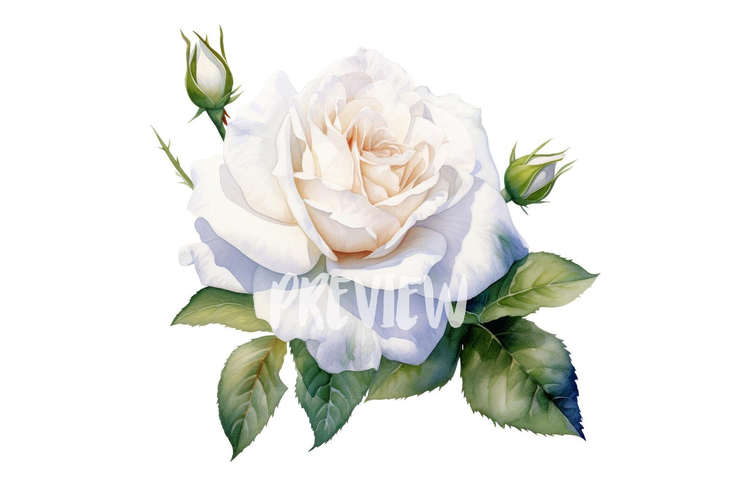 Watercolor White Roses Clipart PNG