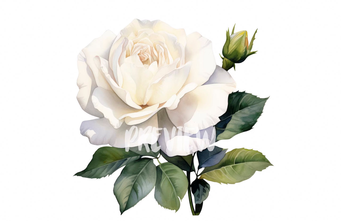 Watercolor White Roses Clipart PNG