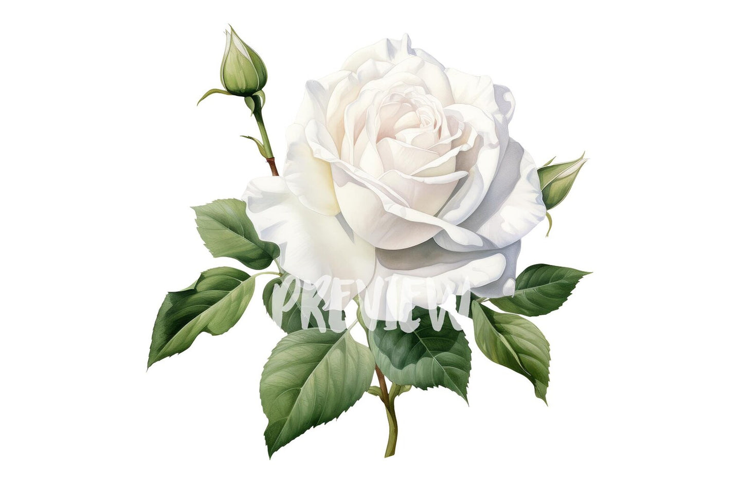 Watercolor White Roses Clipart PNG