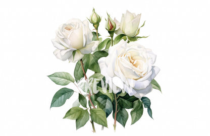 Watercolor White Roses Clipart PNG