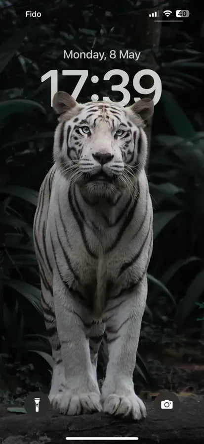 White tiger standing