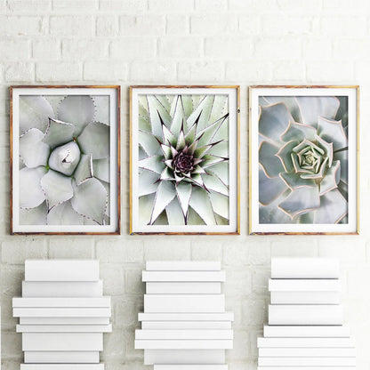 Photography Prints Printable Wall Art, Set Of 3 Prints, Succulent Print, Botanical Prints, Cactus Print Set, Cactus Wall Art Desert Wall Art