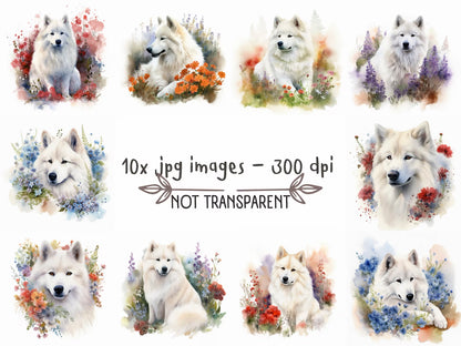 Samoyed Watercolor Clipart