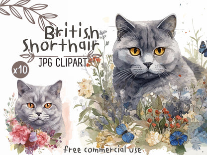 British Shorthair Cat Watercolor Clipart