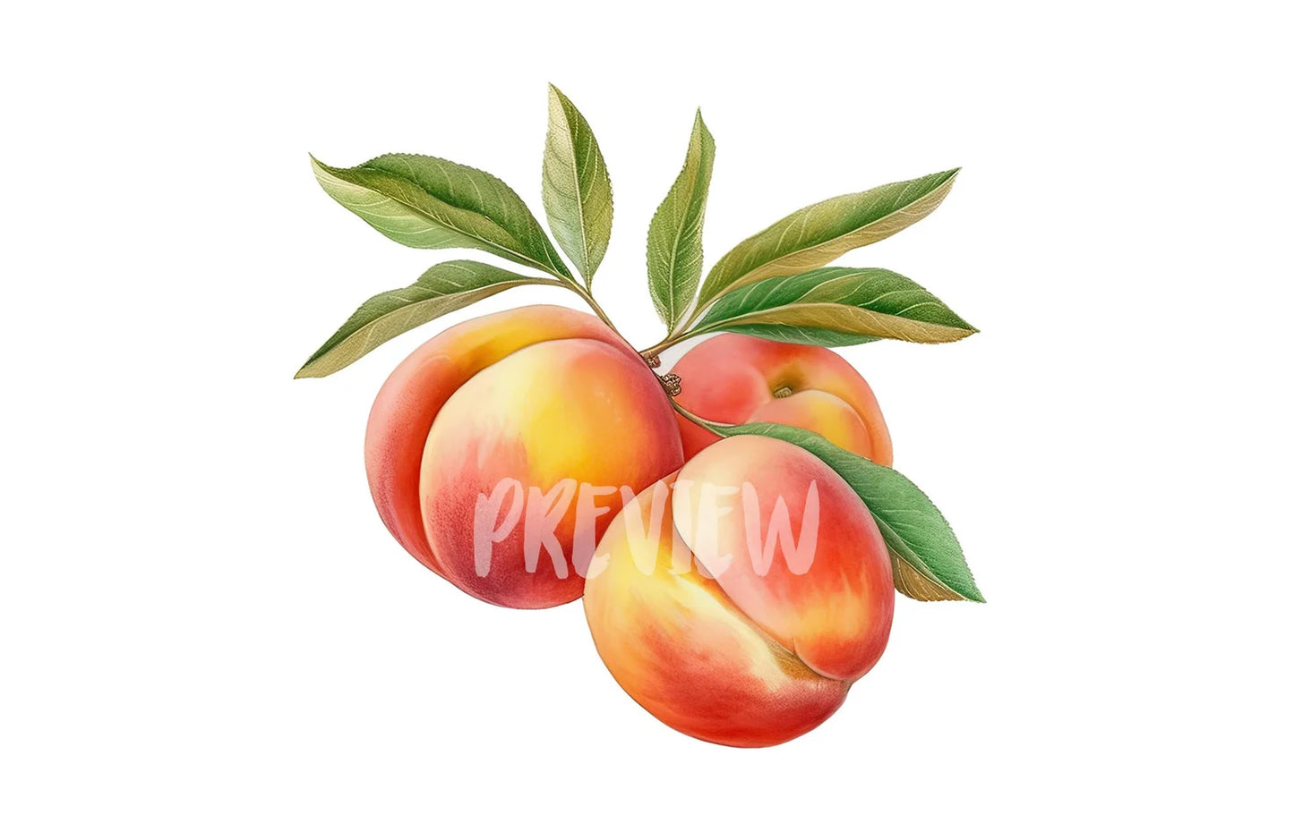 Watercolor Peaches Clipart