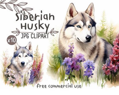 Siberian Husky Watercolor Clipart