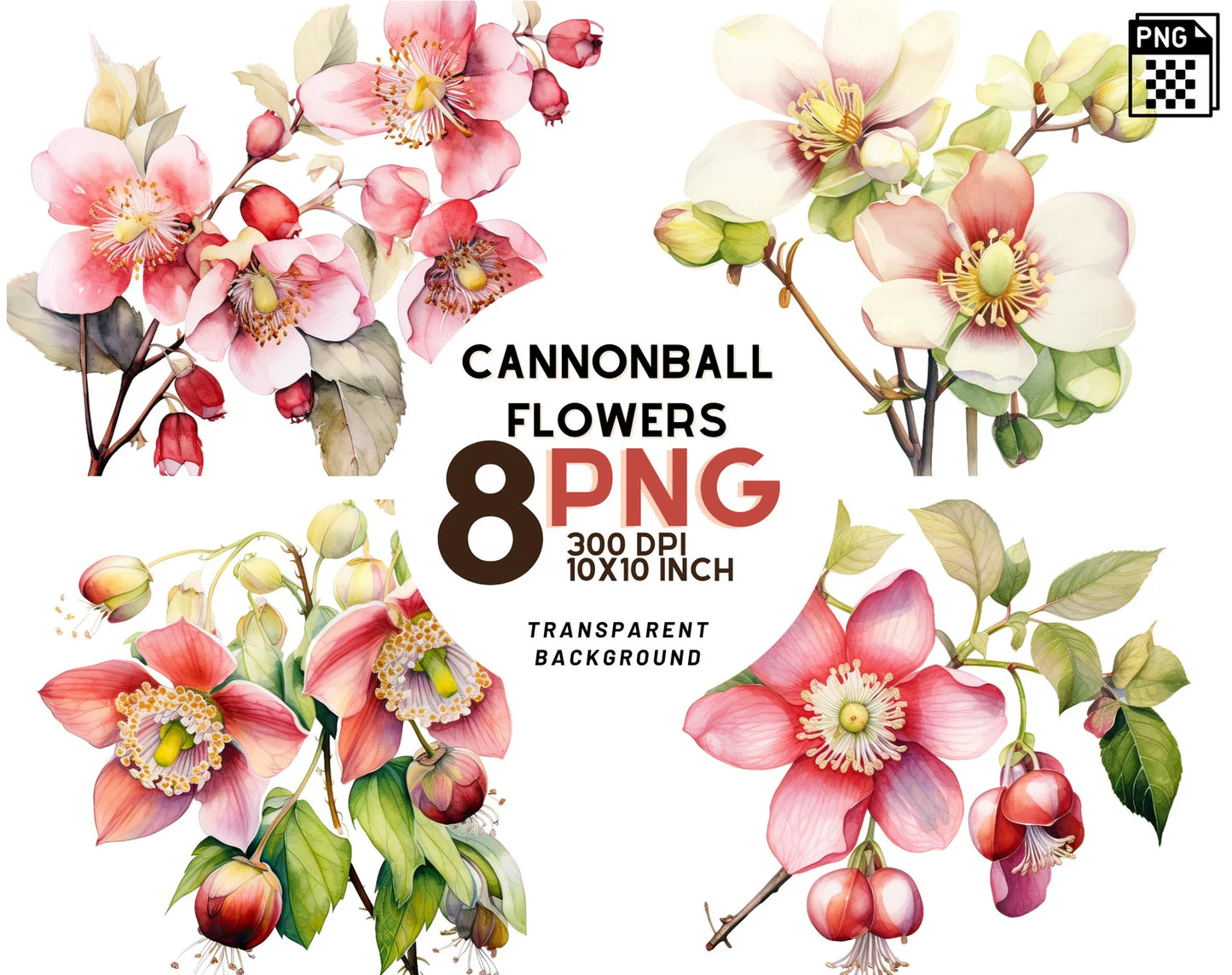 Botanical Cannonball Flowers Clipart