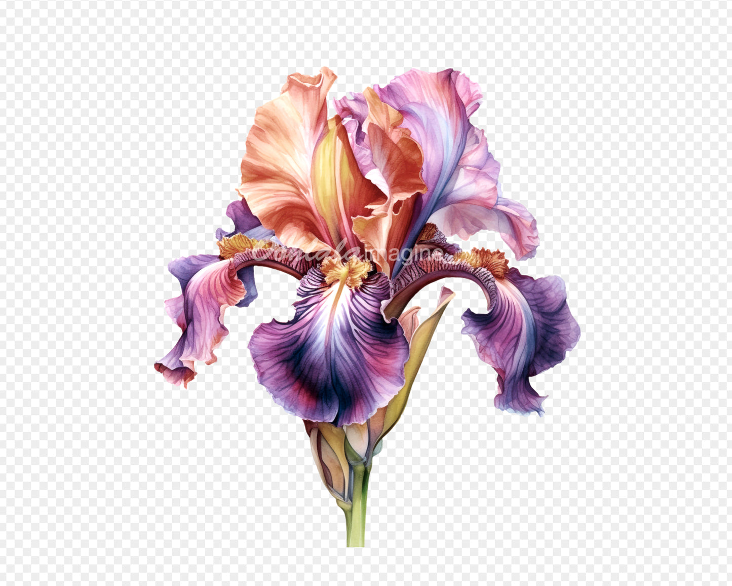 Irises Flowers Transparent PNG