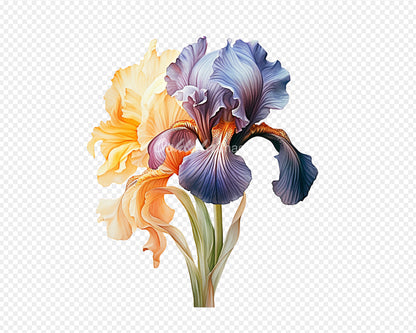 Irises Flowers Transparent PNG