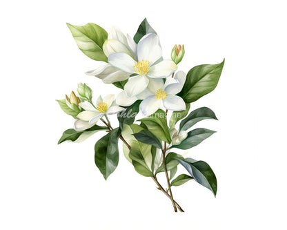 Jasmine Flowers Digital Watercolor PNG & JPG