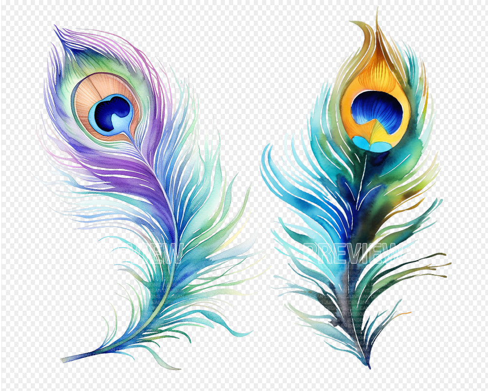 Peacock Feather Watercolor Clipart