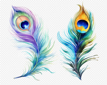 Peacock Feather Watercolor Clipart