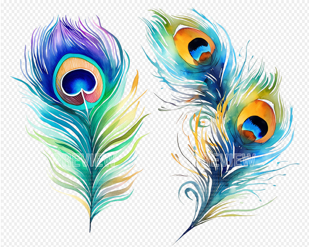 Peacock Feather Watercolor Clipart